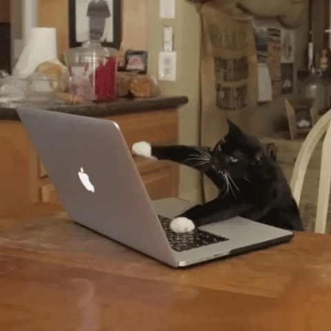 Chat joue avec clavier