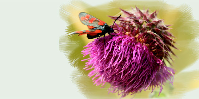 photo papillon rouge sur une fleur