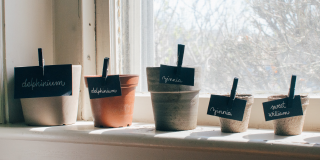 Pots de fleurs sur rebord de fenêtre