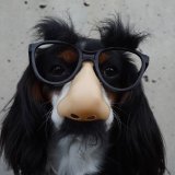 Chien avec un faux nez et lunettes