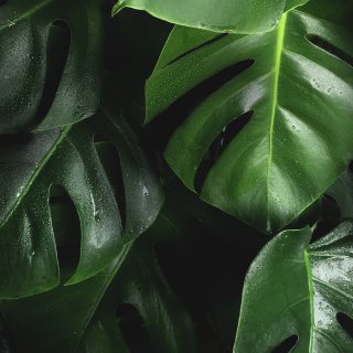 Feuilles de monstera