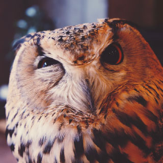 Photo hibou